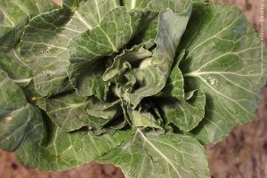 Meals on Wheels Montgomery County_Kitchen Diary_Collard Greens